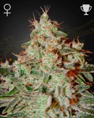 Lemon Skunk Feminized by Green House Seeds