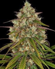 Liberty Haze Feminized 