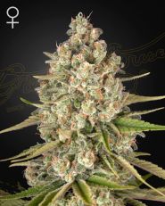 Lost Pearl Feminized by Green House Seeds 