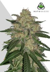 Mango Cookies Autoflower By Auto Seeds