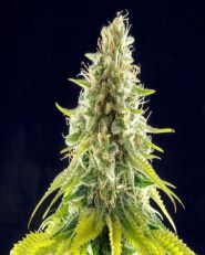 Mataro Blue Feminized by Kannabia