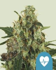 Medical Mass CBD Feminized 