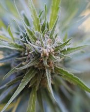 Midnight Kush Feminized by G13 Labs