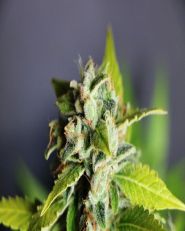 Mikromachine Auto by Kannabia