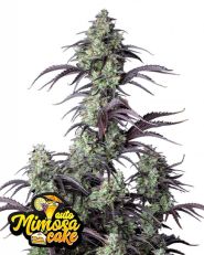 Mimosa Cake Auto by Fast Buds