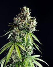 Mimosa Auto by Growers Choice