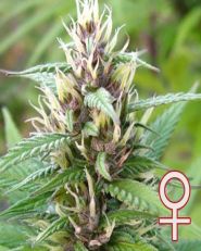 Mind Bender Feminized by KC Brains