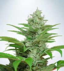 Auto CBD Star by MOC Seeds