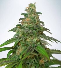 Auto Mandarin Haze by MOC Seeds
