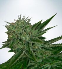 Auto Northern Lights by MOC Seeds