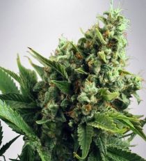 Auto White Widow by MOC Seeds