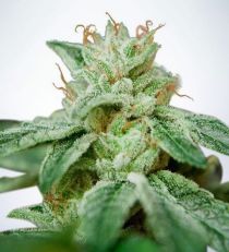 CBD Star by MOC Seeds