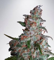 Northern Lights MOC by MOC Seeds