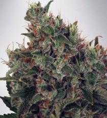 Ultra White Amnesia by MOC Seeds