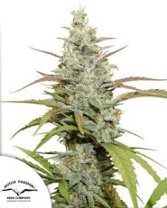 Mokum’s Tulip by Dutch Passion 