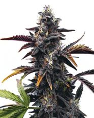 Narkosis Feminized by Blimburn