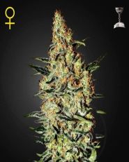 Neville's Haze Feminized by Green House Seeds