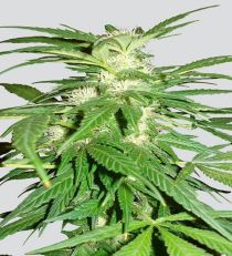Aurora Indica by Nirvana Seeds
