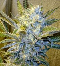Blue Mystic by Nirvana Seeds