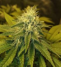 Chrystal Feminized by Nirvana Seeds