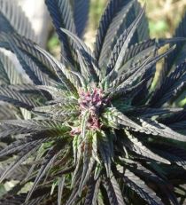 Kaya Gold by Nirvana Seeds