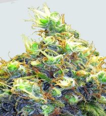 Mango Skunk Regular by Nirvana Seeds