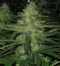 Northern Light Regular - Nirvana 