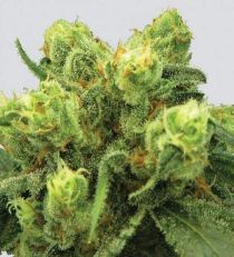 Pre-99 Big Bud by Nirvana Seeds