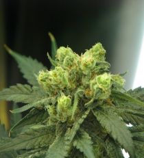 Wonder Woman by Nirvana Seeds