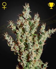 NL5 Haze Mist Feminized by Green House Seeds