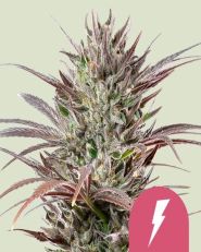 North Thunderfuck Feminized - Royal Queen Seeds