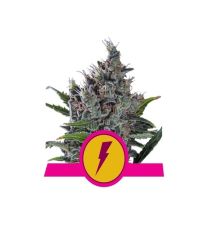 North Thunderfuck Feminized - Royal Queen Seeds