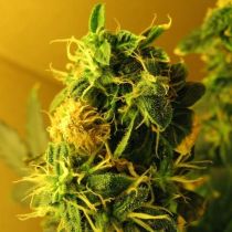 Northern Light Auto Feminized by Nirvana