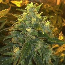 Northern Light Feminized - Nirvana