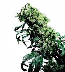 NL#5 x Haze Feminized by Sensi Seeds