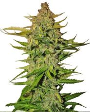 Northern Express Auto by Fast Buds