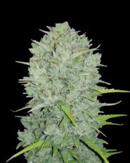 Northern Express by Fast Buds