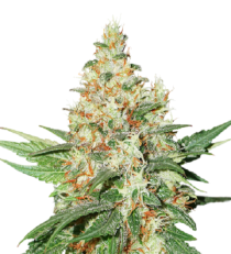 O.G.Kush Auto by Seed Stockers