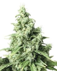 Obama Kush by Growers Choice