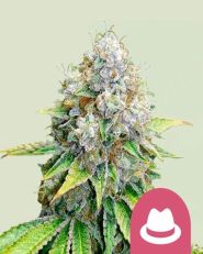 O.G Kush by Royal Queen Seeds