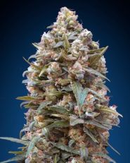 OO Kush Feminized by OO Seeds