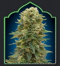OO Seeds Auto Afghan Mass