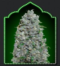 OO Seeds Auto Afghan Mass XXL