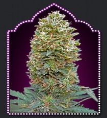 OO Seeds Auto Bubblegum