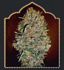  OO Seeds Auto Chocolate Skunk