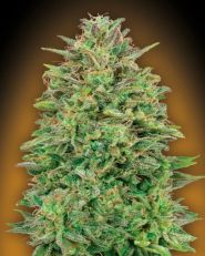 OO Skunk Feminized by OO Seeds