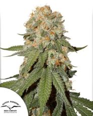 Orange Bud Regular by Dutch Passion 