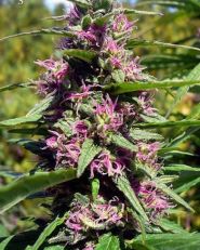 Panama Red by Growers Choice