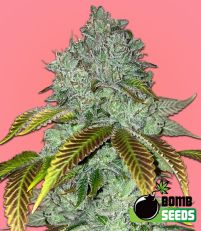 Permanent Marker by Bomb Seeds