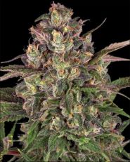 Peyote Critical Feminized